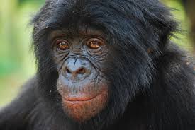 Our close relative, the bonobo.