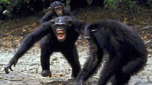 Mean chimps