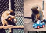 Monkeys playing with toys