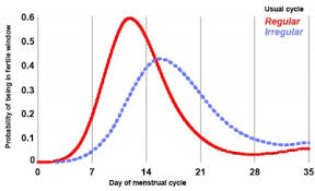 Ovulation cycle