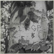 Graffiti Tree, by Mary Reilly Graphite on paper, 2013