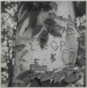 Graffiti Tree, by Mary Reilly Graphite on paper, 2013