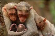 nurturing-monkey-2